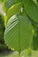 green leaves on elm branch