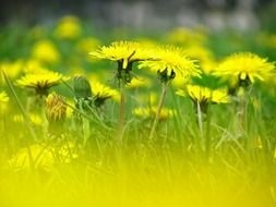 dandelion flower blossoms meadow