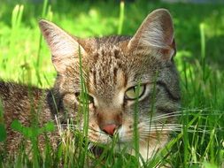 very beautiful cat feline