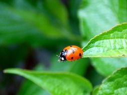 little cute ladybug on a leaf