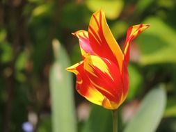 yellow-red tulip in the garden