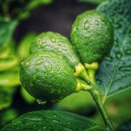 green lemons after rain