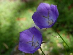 Blue flowers on a background of green grass