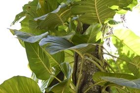 vine green leaves sunlight view