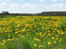 summer field with yellow dandelions