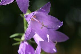 bewitching violet flower