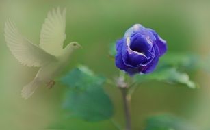 blue rose flower