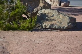 plants and stones on sand landscape