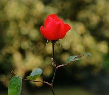 scarlet garden rose