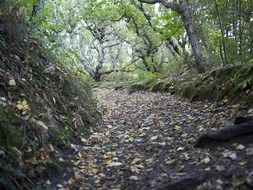 colorful fallen leaves on path in forest