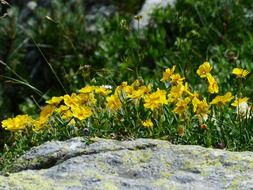 alps brown flower blossom bloom