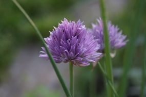 purple garlic flower in the garden