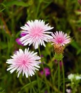 White and pink flowers on the field