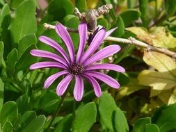 daisy with delicate purple petals