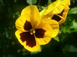 yellow pansy flower