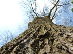 trunk of an old big tree in the forest, bottom view