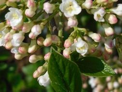 Blooming plant with the pink and white flowers