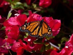 orange monarch butterfly