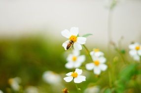 wasp on a white wildflower