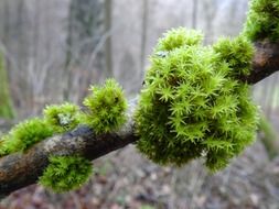 moss colony on a tree bark