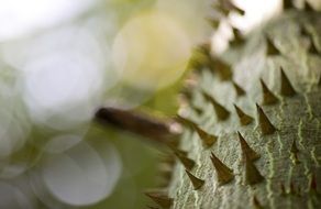 macro photo of spikes of plant