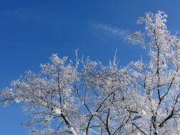 trees in white hoarfrost under the bright sun