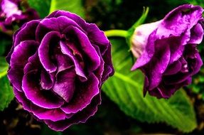 violet plant in the spring