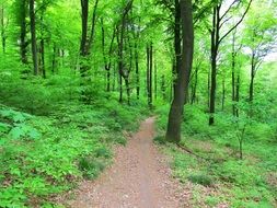 A path among the green forest