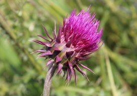 Pink thistle flower on the field