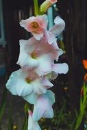 summer beautiful flowers