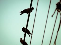 birds on wires