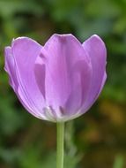 purple tulip in back light