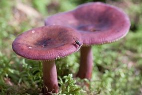 herring russula, purple mushrooms