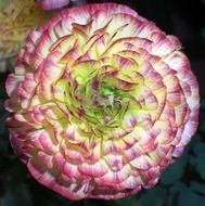 filigreed flower
