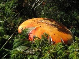 toxic orange mushroom on a green forest floor