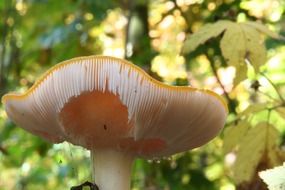 autumn mushroom in the forest closeup