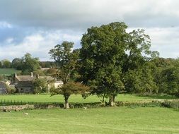 Beautiful green trees on green grass in the countryside of England