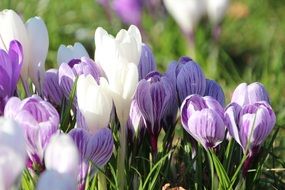 white and purple crocuses in the spring field