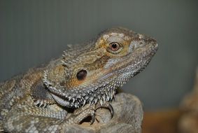 Beautiful dragon lizard