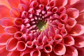 pink calyx of a flower