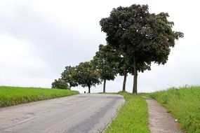 green trees along the road