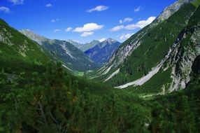 green forest in the alps in Austria