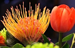 golden spidermum flower