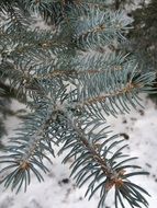 Pine needles in winter