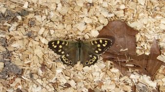 tender butterfly insect forest scene