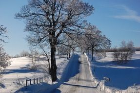 trees along the road in a winter landscape