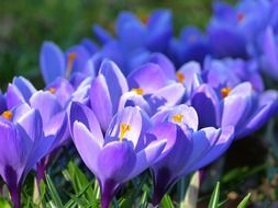 the fragrance of blooming crocuses