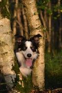 dog between trees