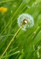 bloomed dandelion in the grass