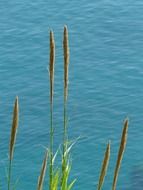 Photo of the plants near the water